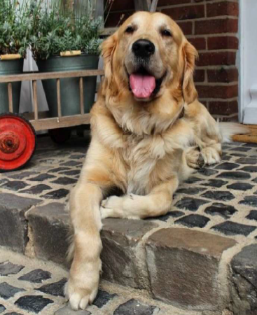 Schulhund Mailo liegend auf einer Stufe